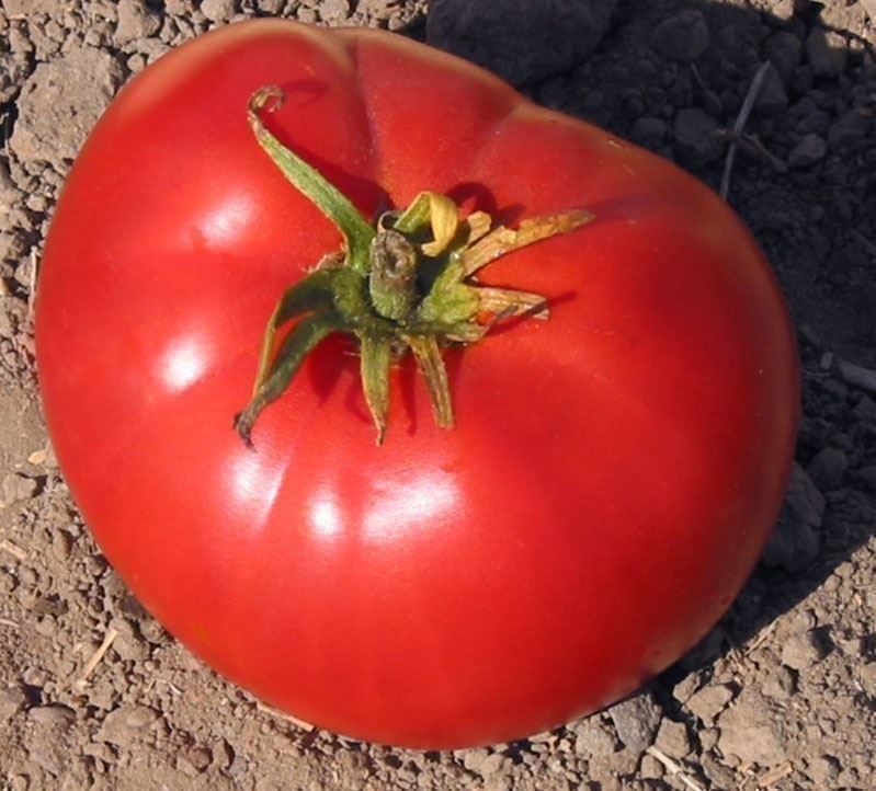 Piante & sementi: 50 Samen TOMATE BRANDYWINE  Alte Sorte – Nuovo (secondo la descrizione) da Ehrendingen venduto da VerveinaSamen 2