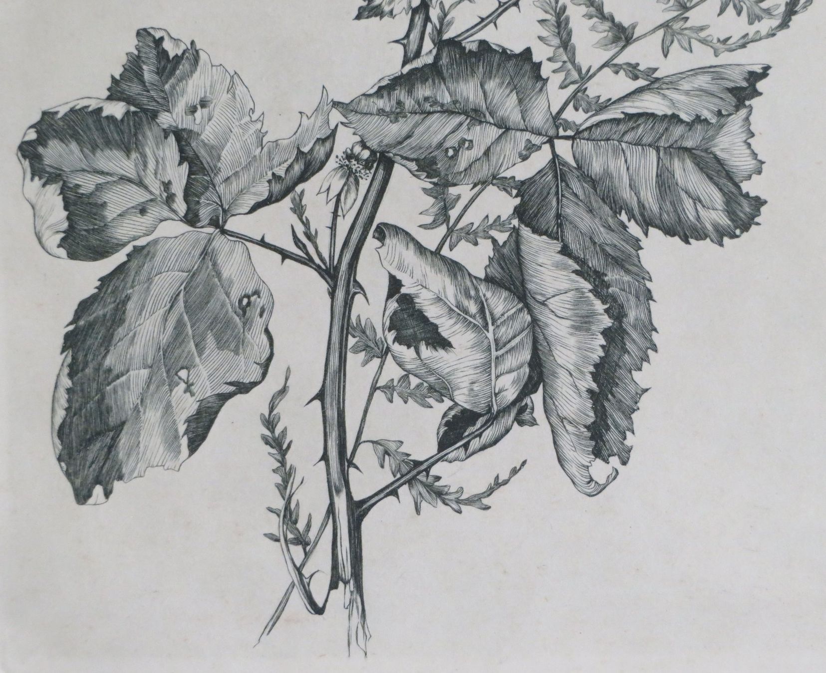 Poster & Bilder: Radierung Brombeerzweig, gerahmt – Gebraucht aus Oberriet SG von ganesh435 2