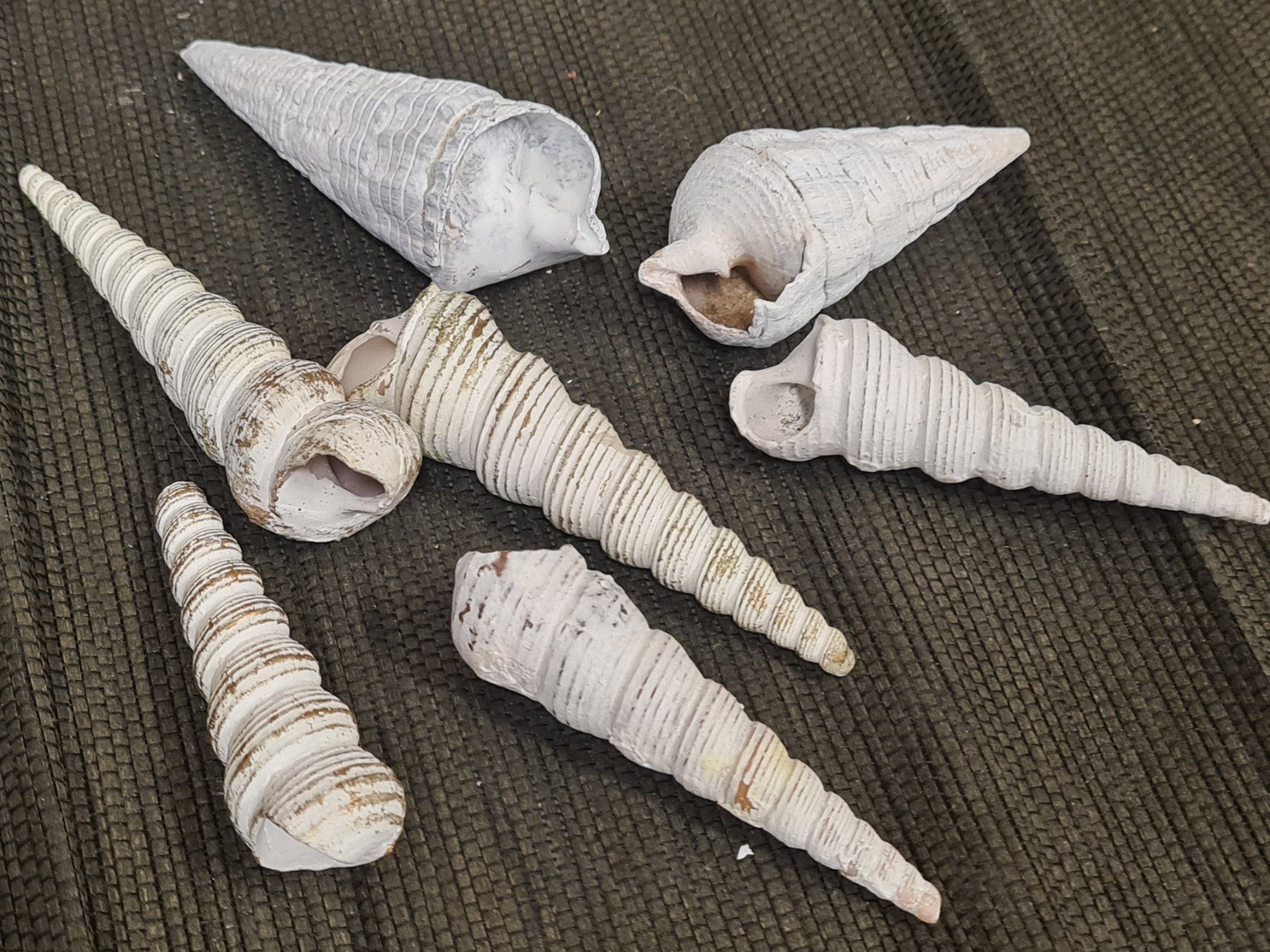 Fossili: Muschel Set, L ca 7 - 10 cm – Usato da Amriswil venduto da kleindeko 1