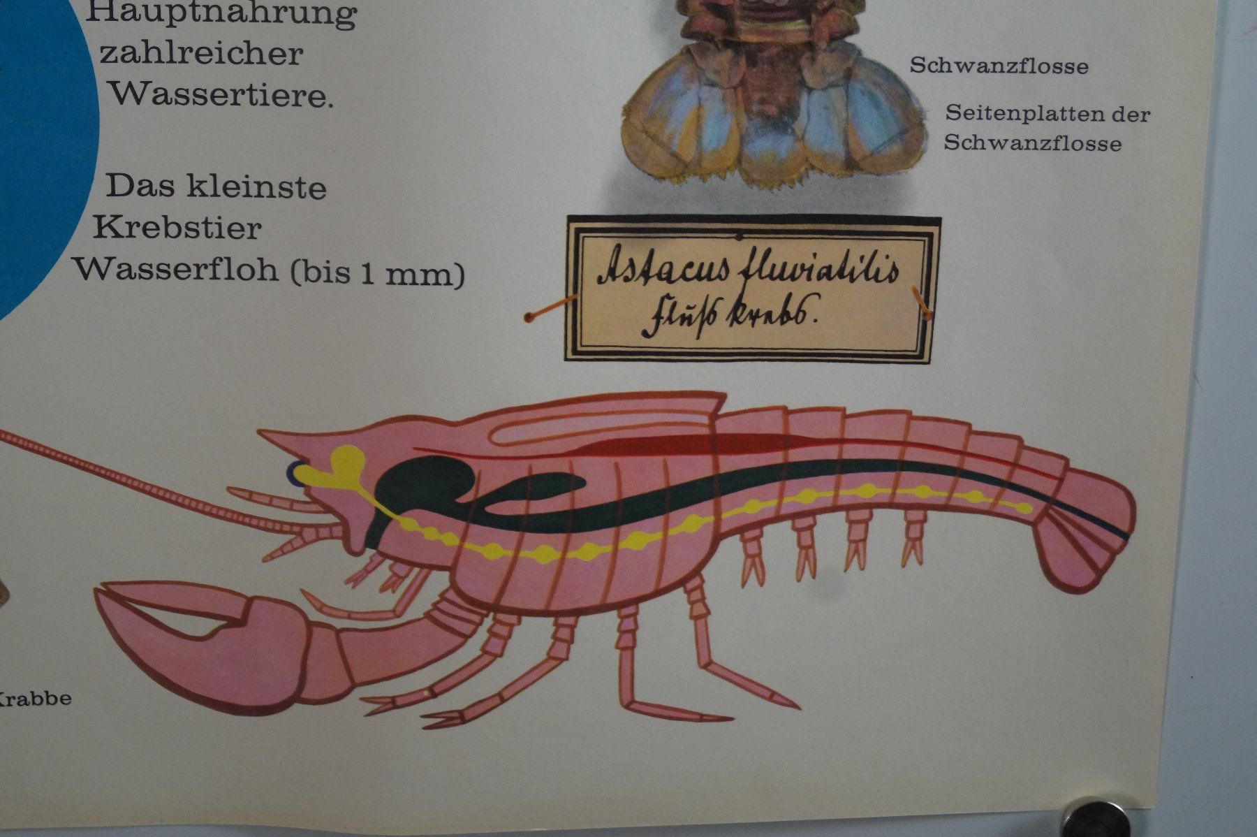 Foto & Immagini: Schulwandbild Poster Nr.9:  Krebse sind Krustentiere – Usato da Härkingen venduto da sammelbecken 3