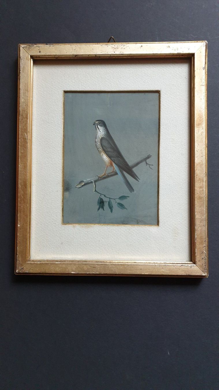 Dipinti: Greifvogel. – Usato da Goldach venduto da armando_r 1