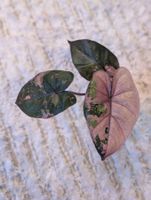 Alocasia Yucatan Princess Pink Variegata