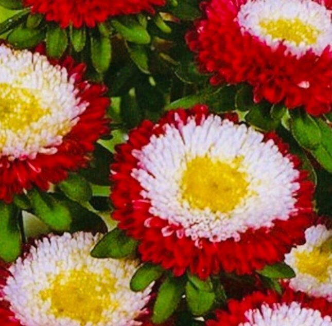 Piante & sementi: 50 SAMEN BLUME ASTERN POMPON – Nuovo e nell'imballaggio originale da Rovio venduto da POSITIFFARTandPLANTS 1