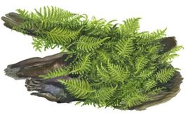 Vesicularia dubyana auf Holz
