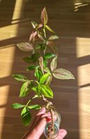 Syngonium Pink Splash 💕