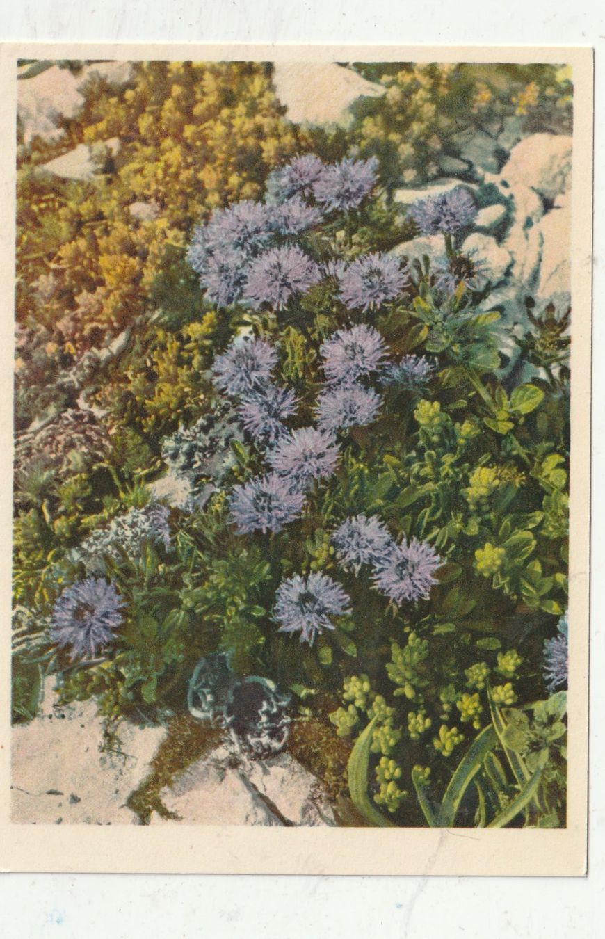 Cartoline postali: 10 Schöne Blumenkarten – Usato da Lumbrein venduto da made02 3