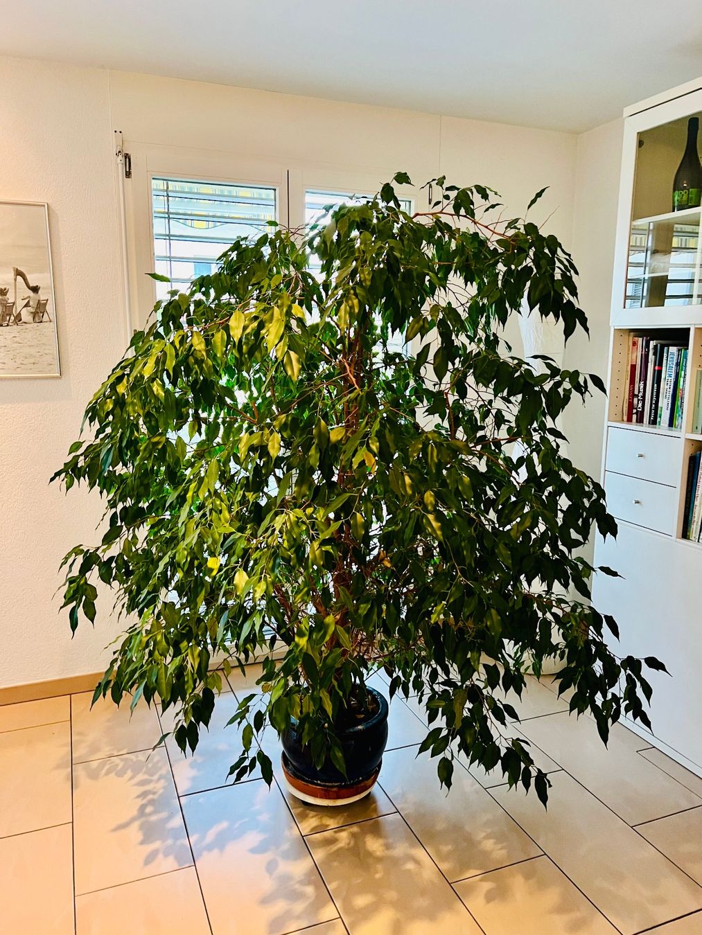 Pflanzen & Samen: Ficus Benjamina - schöne grosse Zimmerpflanze – Gebraucht aus Wetzikon ZH von