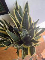 Bogenhanf Sansevieria Zimmerpflanze im Topf gesund