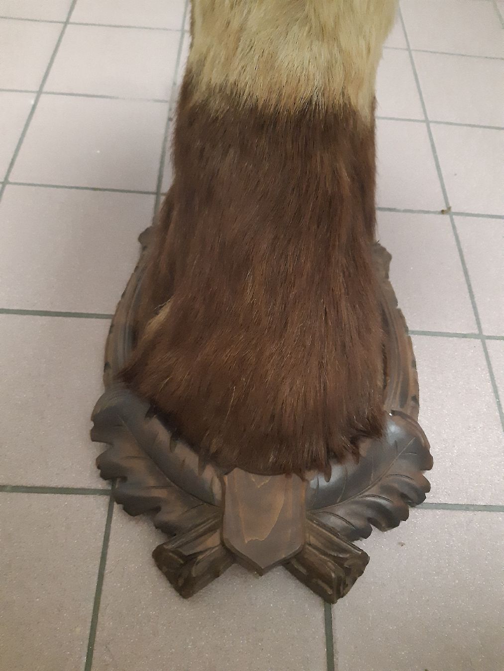 Il mondo degli animali: CHAMOIS Forêt noir. Taxidermie – Usato da Genève venduto da dieudedieu 5