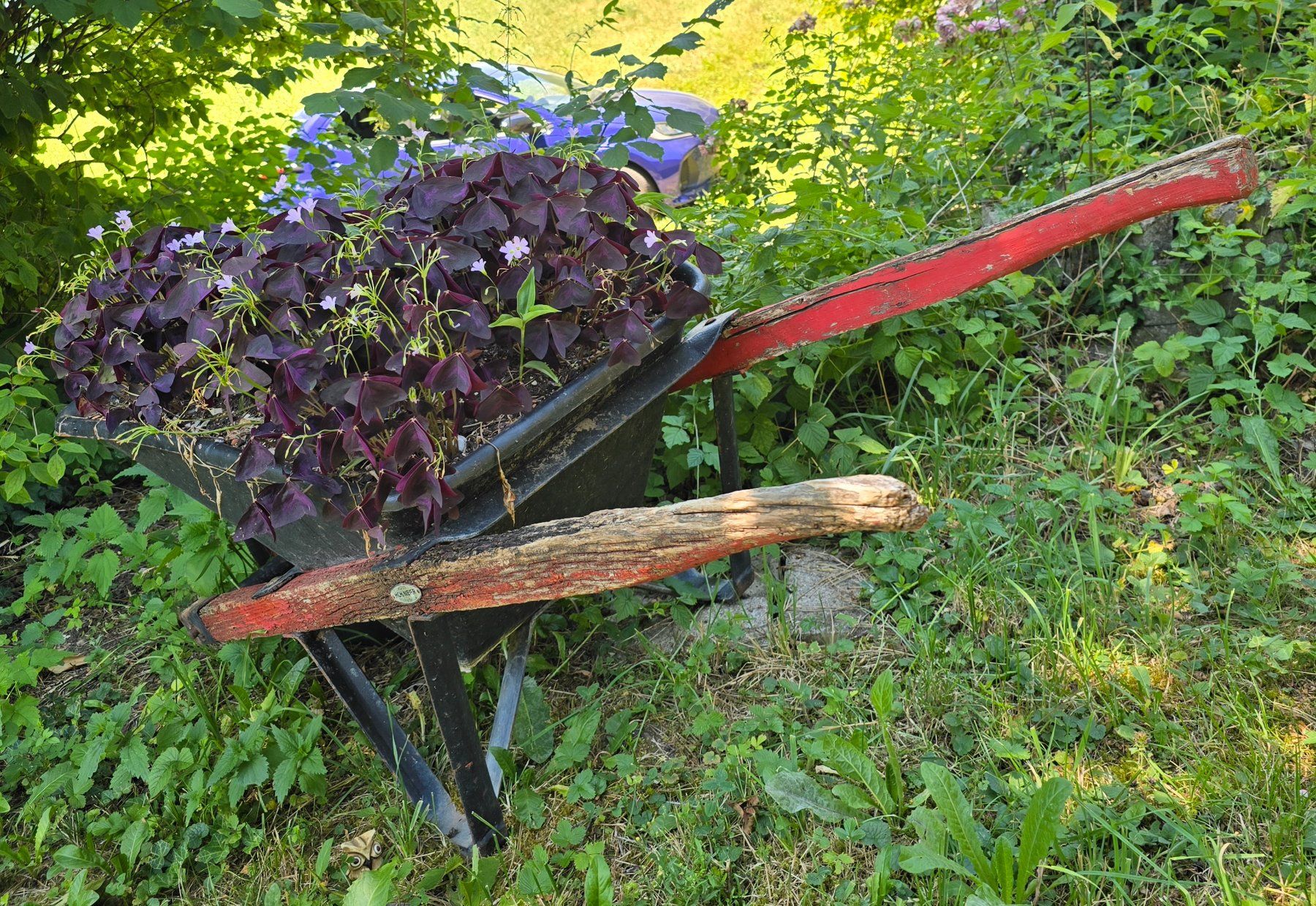 Carriole: Vintage Gartenschubkarre mit Holzgriffen – Usato da Agasul venduto da ire_h9wl 1
