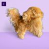 Steiff Jouets: Antiker Steiff Pekinese – D'occasion à Zürich par Queen-Of-Old-Things 1