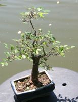 BONSAI  -  Zelkove