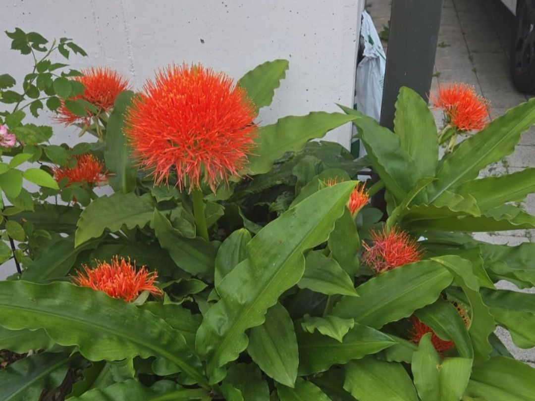 Piante & sementi: Blutblume (Scadoxus multiflorus) im Topf, – Usato da Emmenbrücke venduto da Zimmer