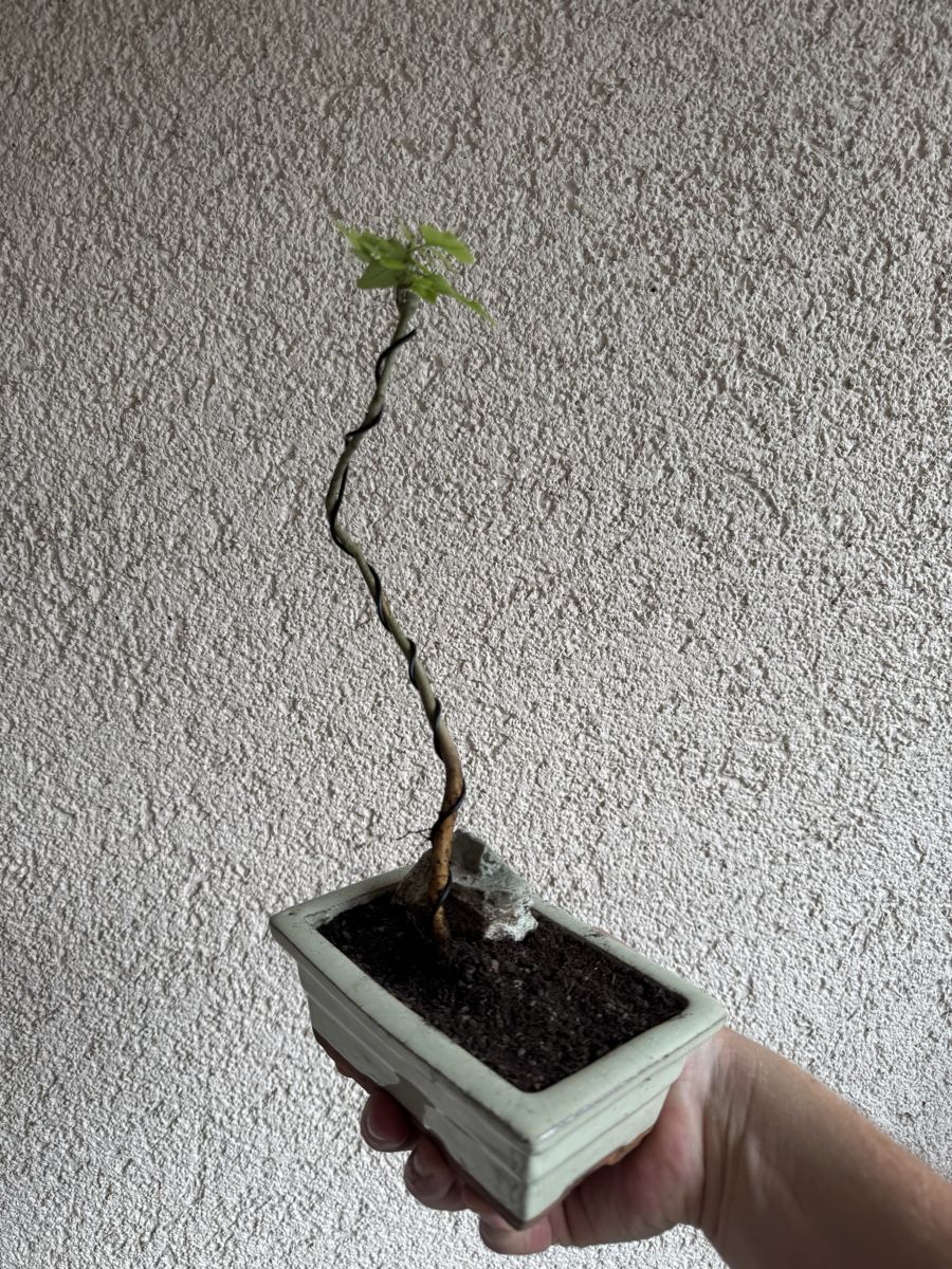 Plantes & graines: Eschen Bonsai im Topf – D'occasion à Rümlang par Gruseh.ch 5