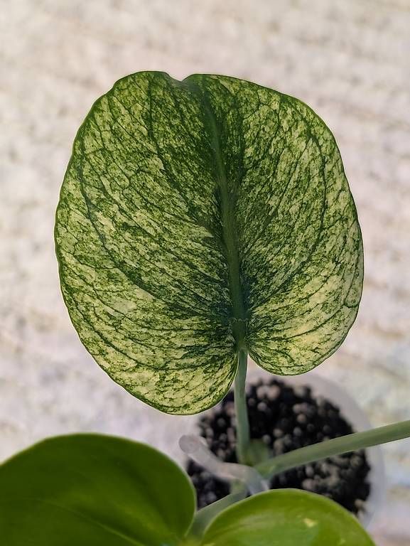 Plantes & graines: Monstera Siam Mint Variegata – Neuf (Voir description) à Faulensee par plantmama 2