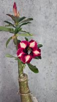 **Rarität** Wüstenrose / Adenium Obesum veredelte Pflanze