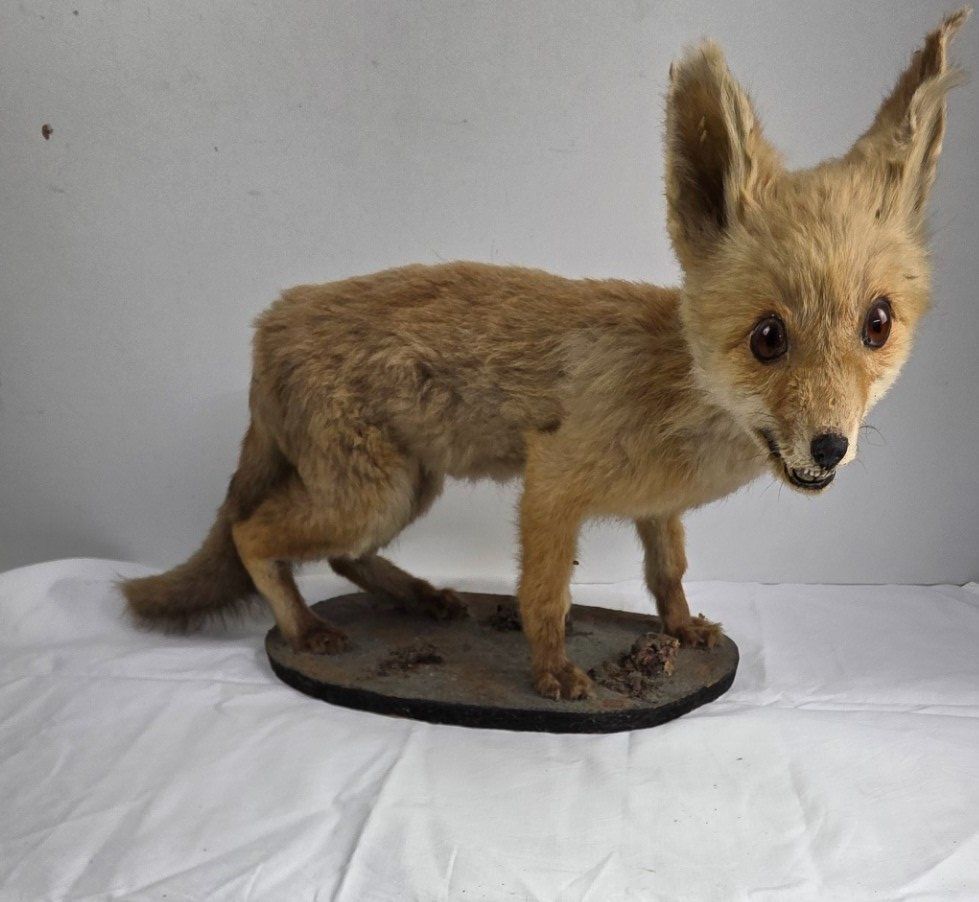Il mondo degli animali: Junger präparierter Fuchs auf Sockel – Usato da Flums venduto da Flumsantik