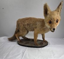 Junger präparierter Fuchs auf Sockel