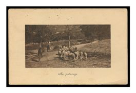 PAYSANS & TROUPEAU DE MOUTONS - 1908  "Brunner Zürich"