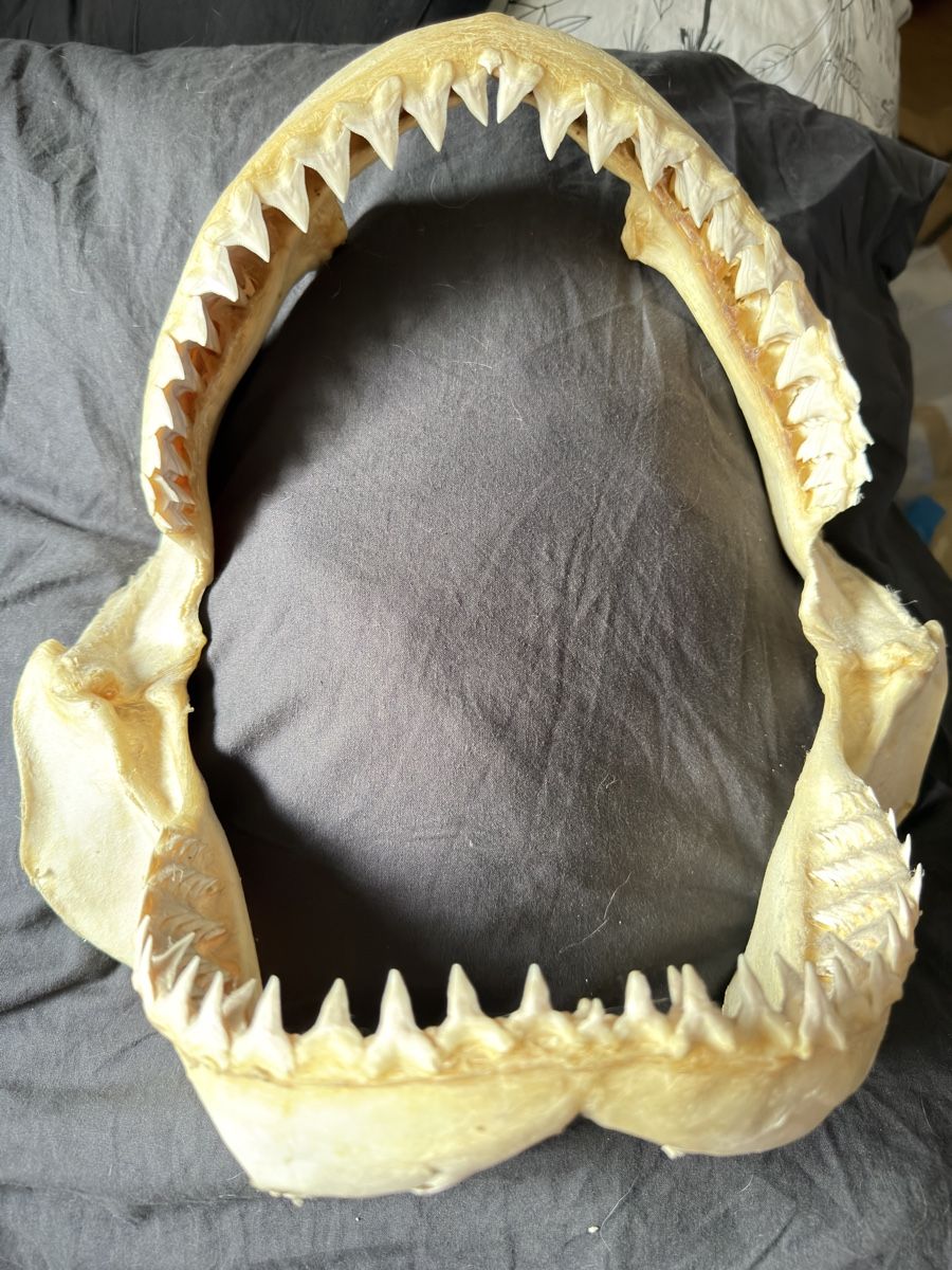 Fossili: Mâchoire de requin / Shark Jaw – Usato da Genève venduto da Kouros7 1