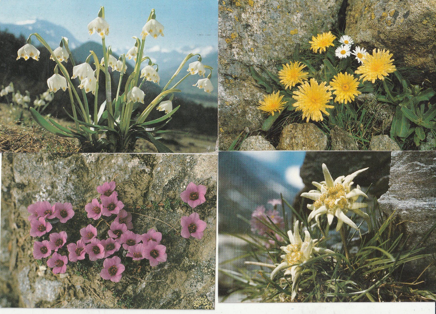 Ansichtskarten: 40 Schöne Blumenkarten – Gebraucht aus Lumbrein von made02 2