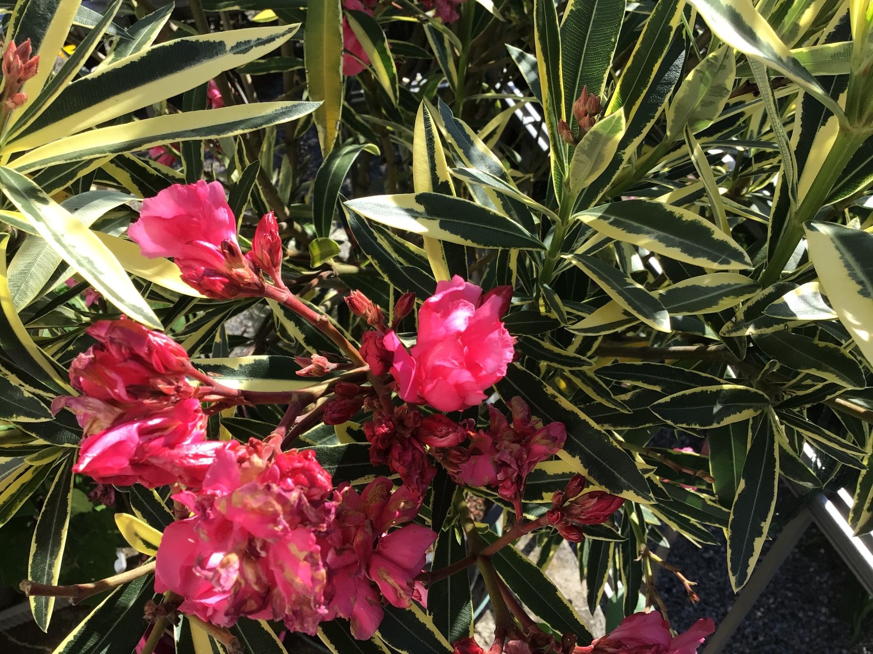 Piante & sementi: Oleander mit panaschierten Blättern (Versand möglich ) – Usato da seon venduto da Agnom