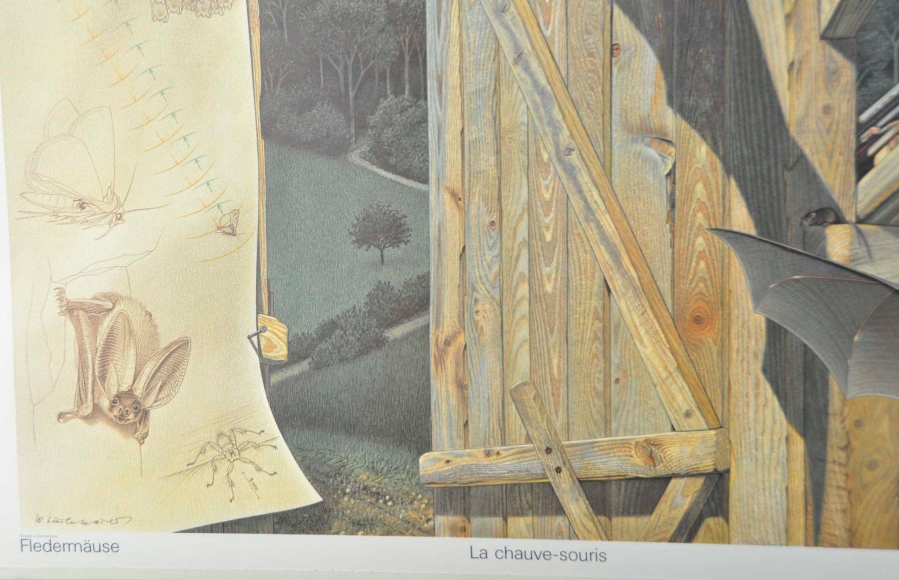 Foto & Immagini: Schulwandbild "Fledermäuse" Walter Linsenmaier Fledermaus – Usato da Härkingen venduto da sammelbecken 3