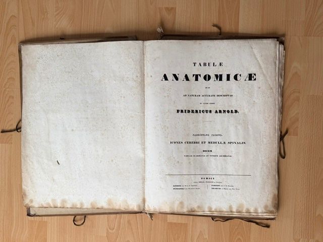 Grafica & Litografie: Zwei Lithographien "Tabula Anatimicae" v. Frederici Arnoldi – Usato da Lostorf venduto da Nick1258 2