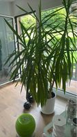 Yucca Palme gross mit weissem Topf gebrauchter Zustand