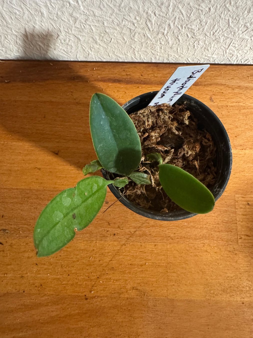 Piante & sementi: Bulbophyllum thiurum – Usato da Männedorf venduto da mrclst 4