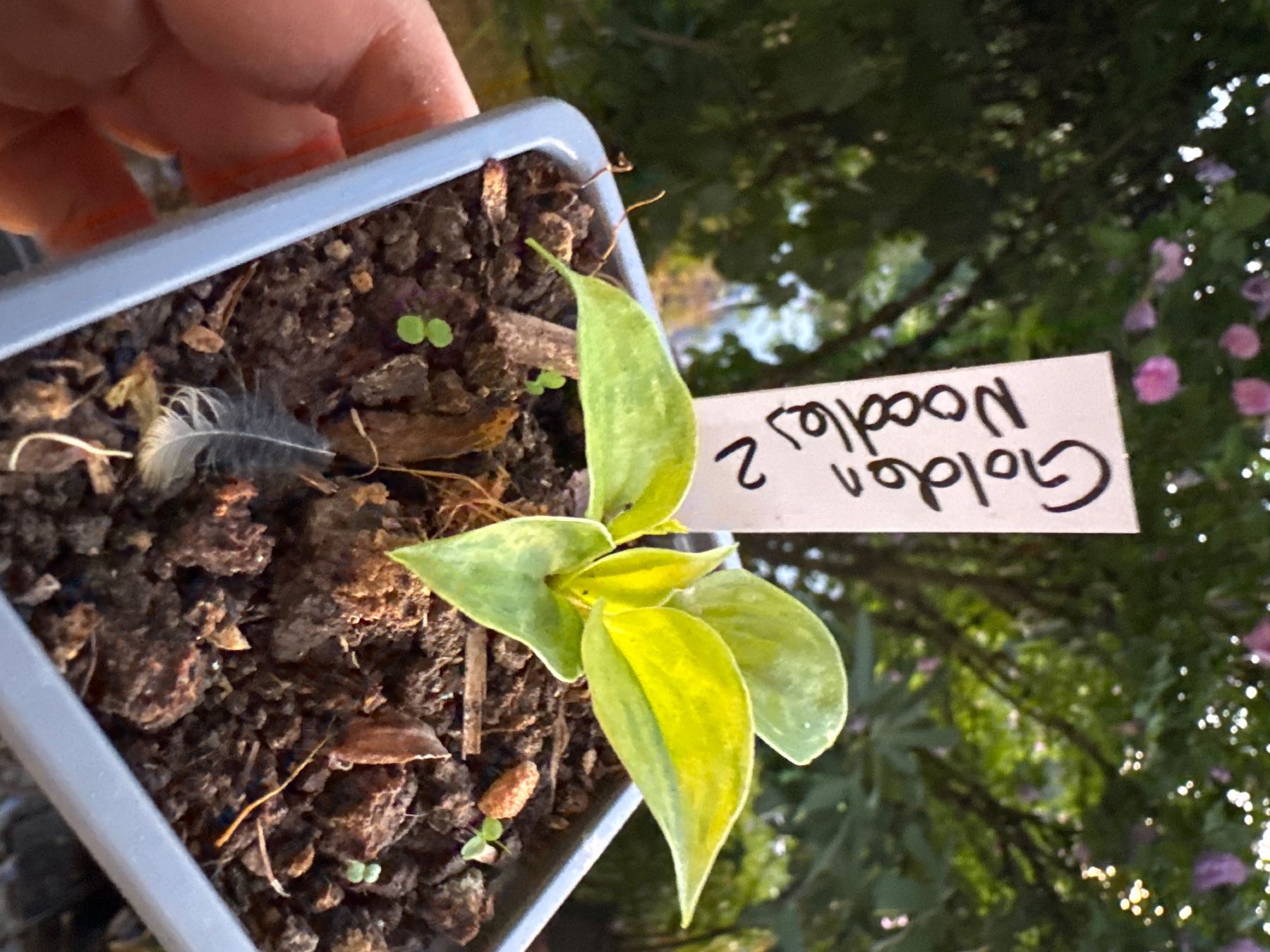 Piante & sementi: Hosta Golden Needles 2 – Usato da Lajoux JU venduto da Briard0 1