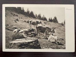 FLUMSERBERG / FLUMS Alp, Rinder, Landwirtschaft, Mischol