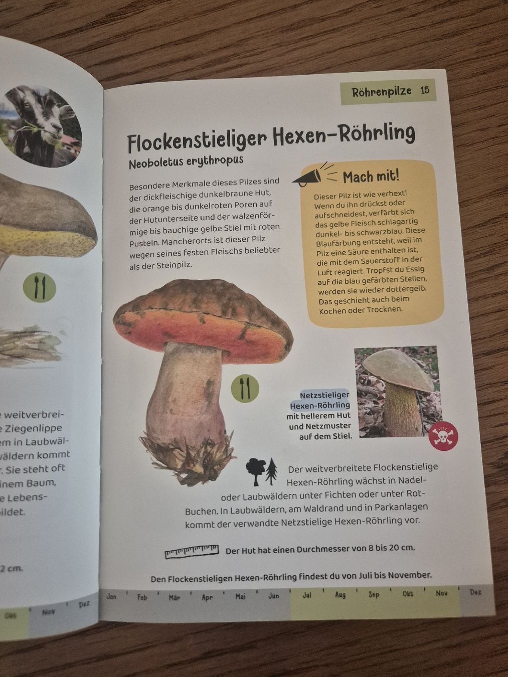 Libri: Welcher Pilz ist das? – Nuovo (secondo la descrizione) da Unterramsern venduto da LimTal 1