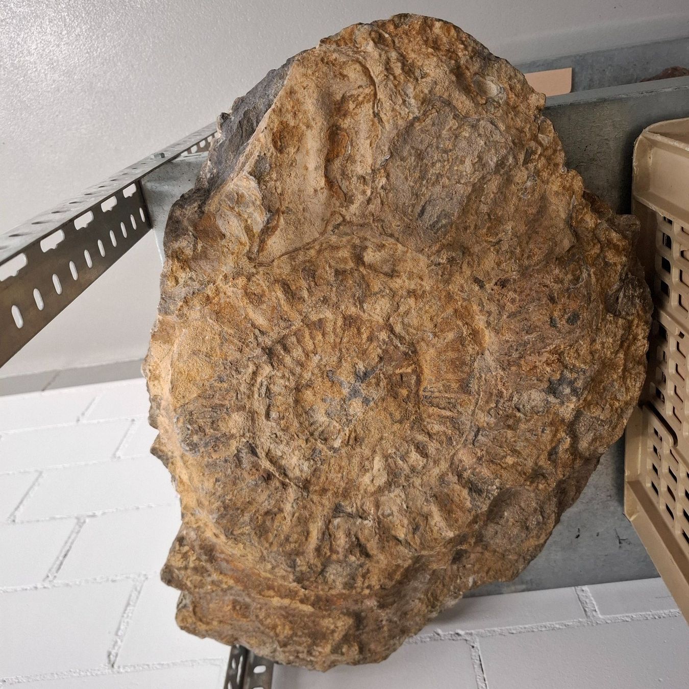 Fossili: Ammonit XXL 65cm ca. 30Kg – Nuovo (secondo la descrizione) da Pfäffikon ZH venduto da mrstone