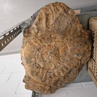 Sehr grosser Ammonit XXL 65cm ca. 30Kg