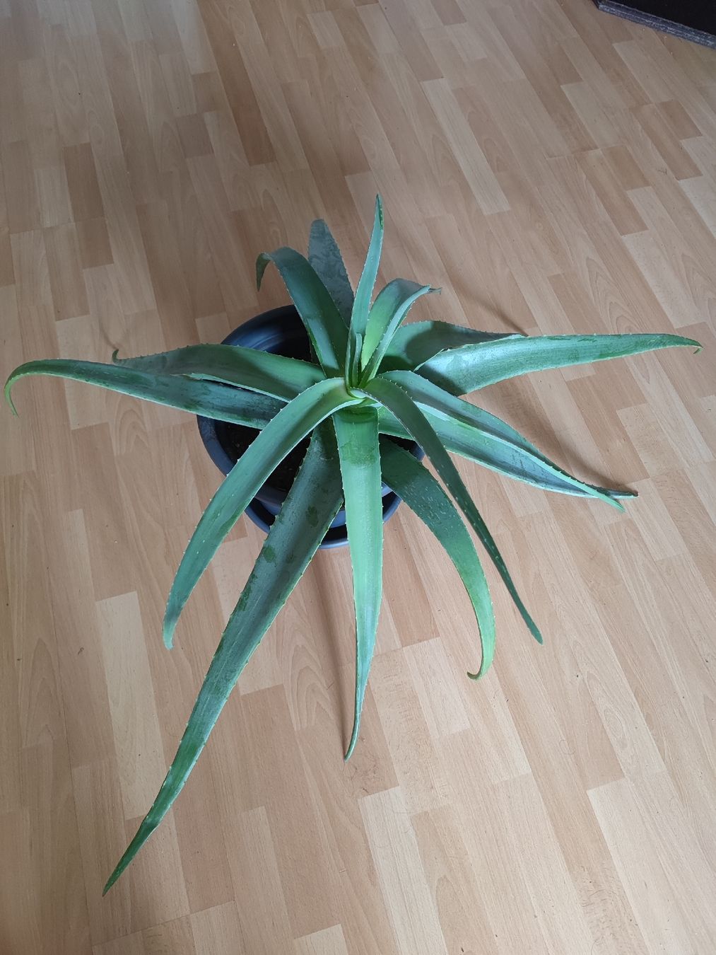 Pflanzen & Samen: Grosse Aloe Vera Pflanze 130cm – Neu (gemäss Beschreibung) aus Hefenhofen von jap.car 1