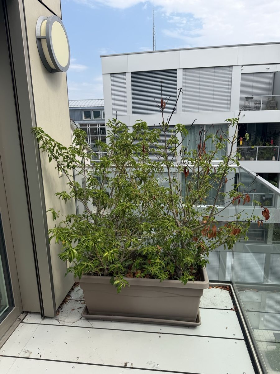 Piante & sementi: Blumentopf mit Pflanze und Untersetzer  – Usato da Winterthur venduto da saram26