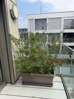 Blumentopf mit Pflanze und Untersetzer 