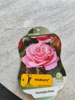 Edelrose 