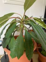 Spuckpalme