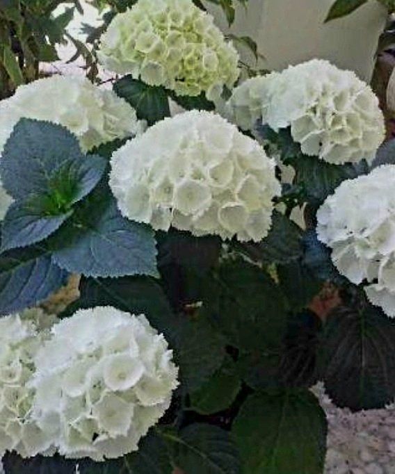 Pflanzen & Samen: Hortensia Hydrangea Macrophylla Magical Revolution weiss 50' – Neu und originalverpackt aus Rovio von POSITIFFARTandPLANTS 1
