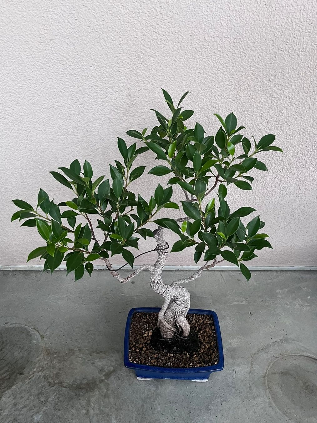 Piante & sementi: Ficus Bonsai – Usato da Dussnang venduto da Hakuna_matata7