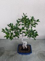 Ficus Bonsai