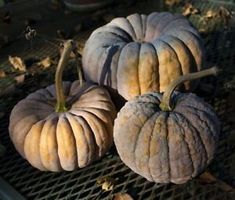 12 Samen Kürbis HIDEMI Muskatkürbis JP