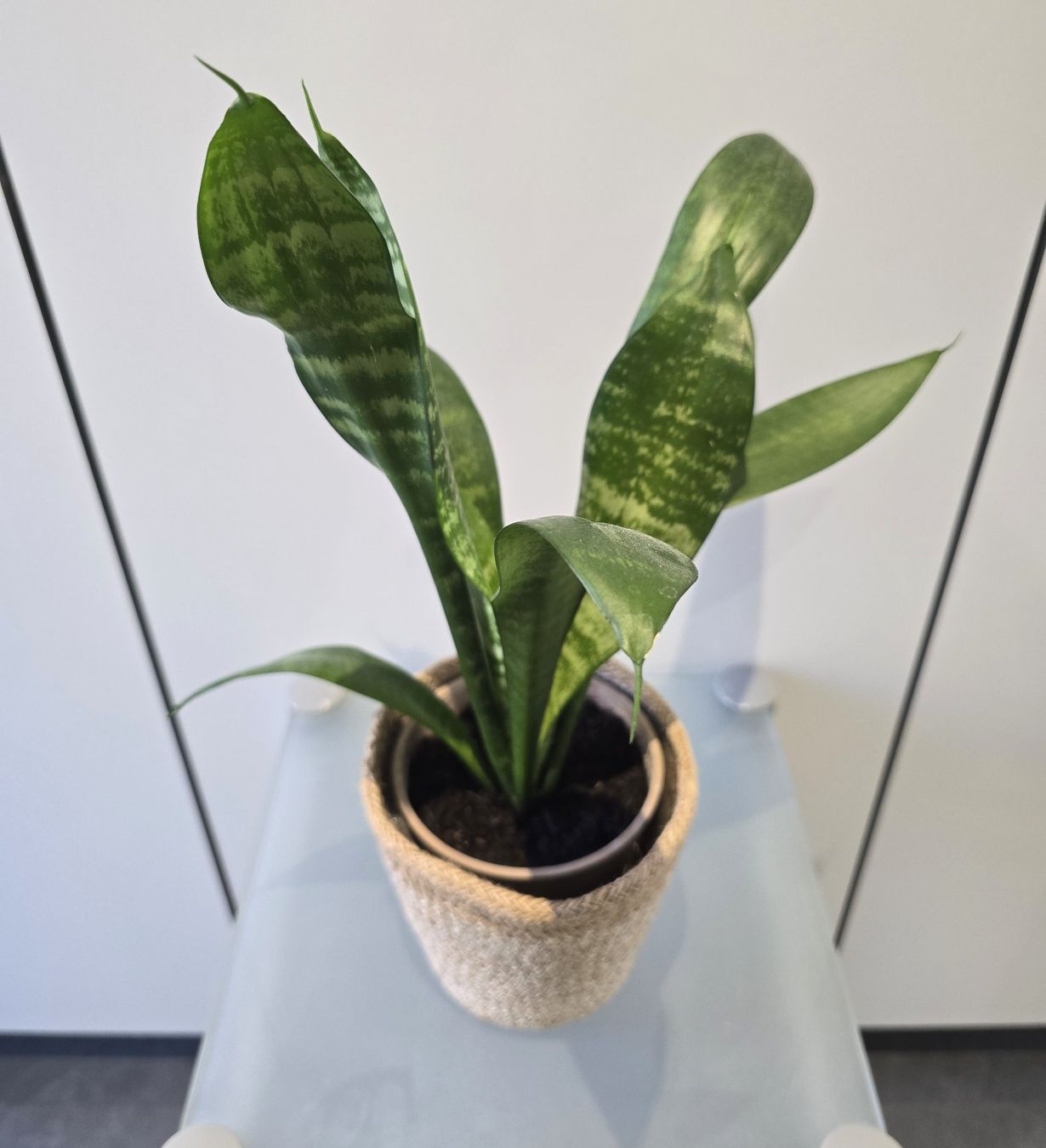 Piante & sementi: Pflanze Sansevieria / Bogenhanf 41 cm inklusive Korbtopf – Usato da Oetwil an der Limmat venduto da dhantal 8