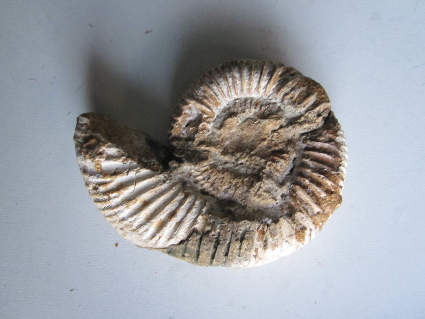 Fossili: Ammonite 2 – Nuovo (secondo la descrizione) da Weier im Emmental venduto da waefler03