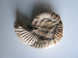 Ammonite 2