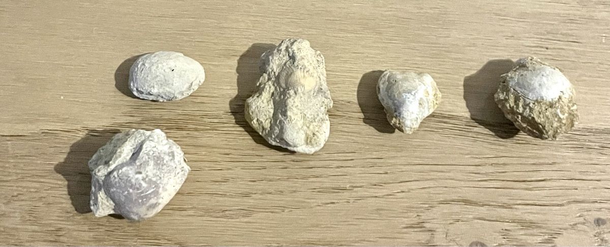 Fossili: Fossilien – Usato da Sargans venduto da Didis