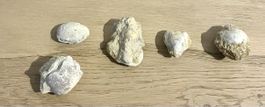 Fossilien