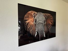 Glasbild Elefant